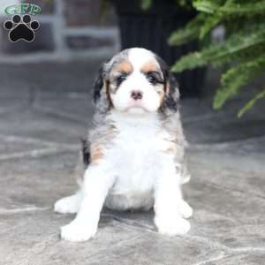 Chloe, Cavapoo Puppy